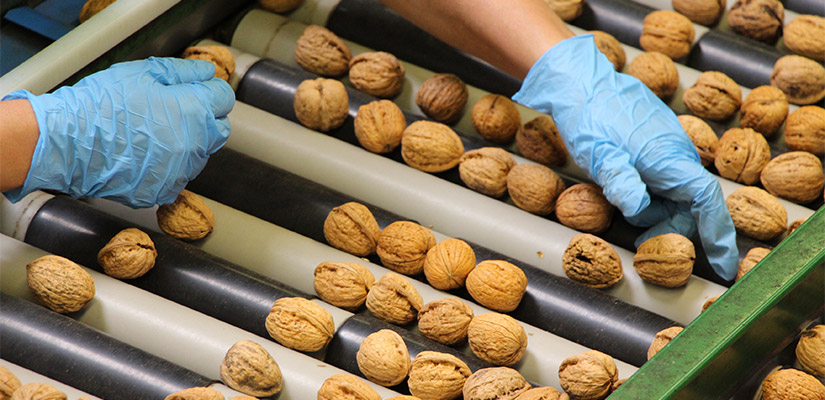 Grenoble Walnuts, kernels, producers cooperative